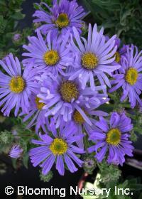 Aster amellus 'King George'